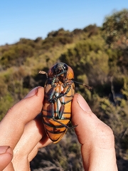 Julodimorpha bakewelli