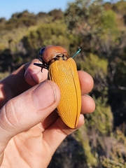 Julodimorpha bakewelli