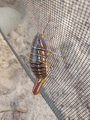 Polyzosteria mitchelli