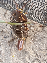 Polyzosteria mitchelli