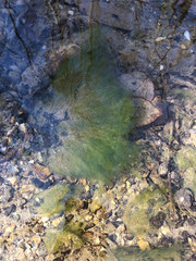 Draparnaldia glomerata