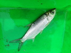 Megalops cyprinoides