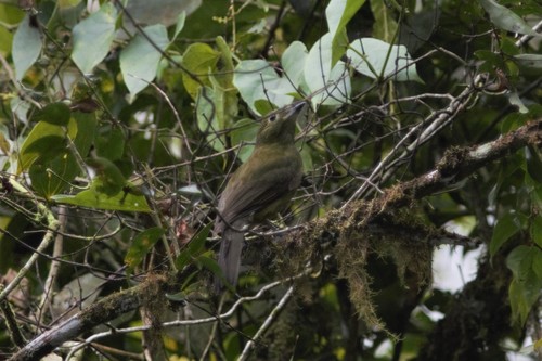 Olivaceous Piha