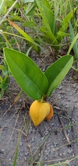 Annona warmingiana