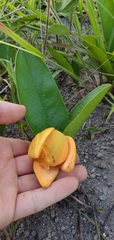 Annona warmingiana