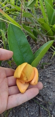 Annona warmingiana