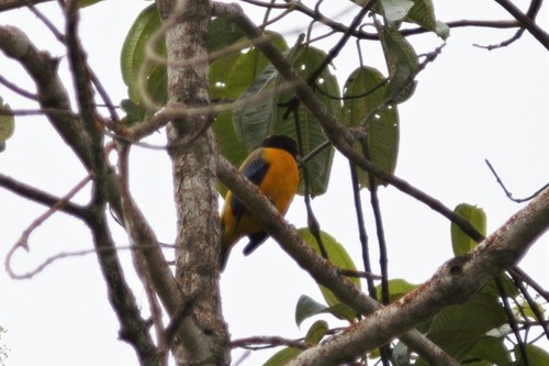 Black-chinned Mountain Tanager (Anisognathus notabilis), photo 9