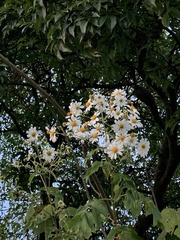 Montanoa bipinnatifida