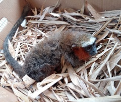 Plecturocebus discolor