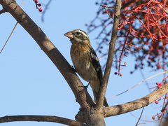 Pheucticus ludovicianus