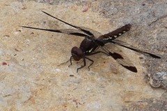 Plathemis lydia