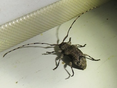 Sternidius mimeticus