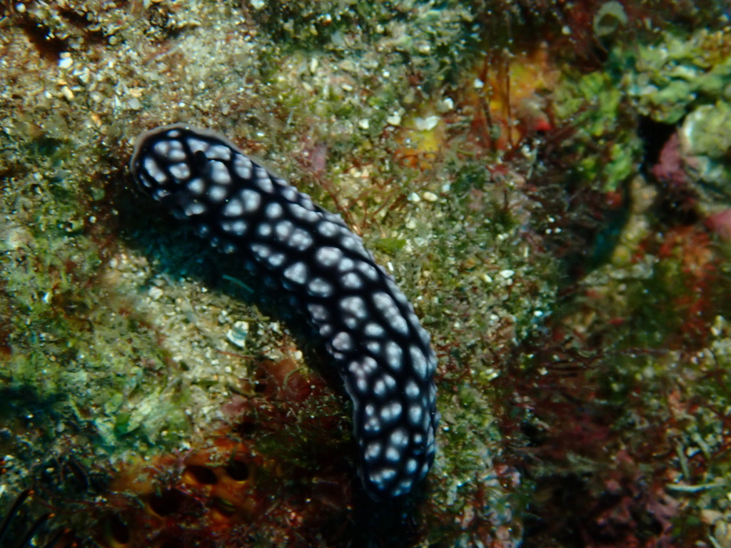 Pustular phyllidia