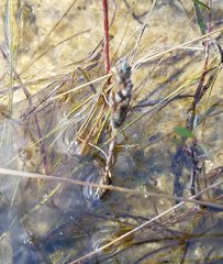 Elytraria caroliniensis