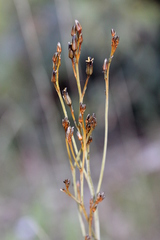 Haemodorum austroqueenslandicum