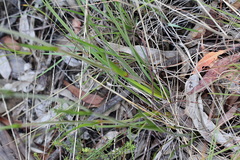 Haemodorum austroqueenslandicum