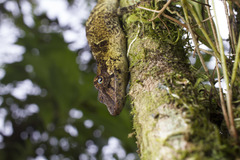 Anolis woodi