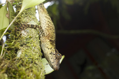 Anolis woodi