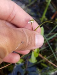 Mitreola