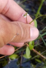 Mitreola