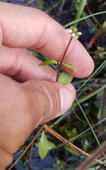 Mitreola