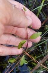 Mitreola