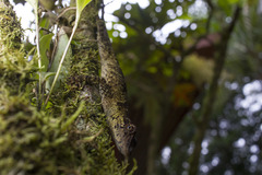 Anolis woodi