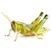Fuzzy Olive-Green Grasshopper - Photo (c) Lee Hoy, some rights reserved (CC BY-NC-ND), uploaded by Lee Hoy