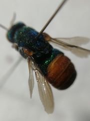 Parnopes grandior