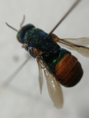 Parnopes grandior