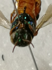 Parnopes grandior