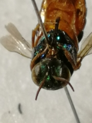 Parnopes grandior