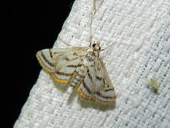 Parapoynx badiusalis