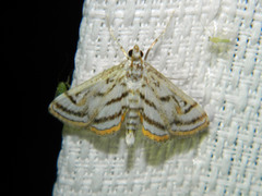 Parapoynx badiusalis