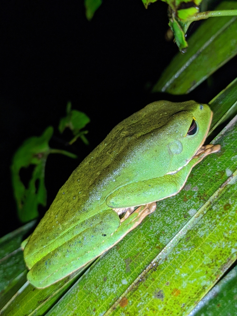 Black-Eyed Monkey Frog