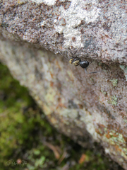 Polyrhachis semiaurata