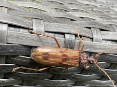 Phoracantha acanthocera