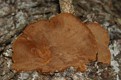 Phellinus chrysoloma