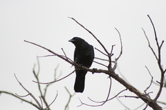 Corvus coronoides perplexus