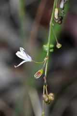 Caesia parviflora