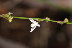 Caesia parviflora