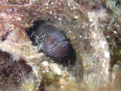 Vincentia novaehollandiae
