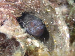 Vincentia novaehollandiae