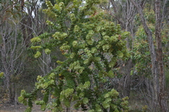 Hakea cucullata