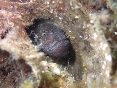 Vincentia novaehollandiae