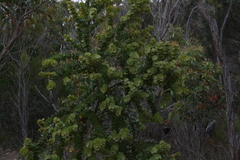 Hakea cucullata