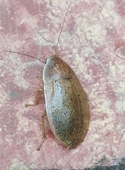 Phlebonotus pallens