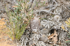 Banksia baueri