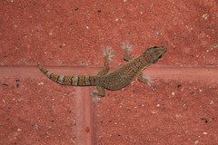 Oedura cincta