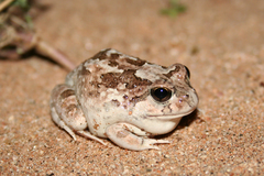 Platyplectrum spenceri